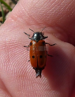 斑蝥 quadripunctata,瓢虫,甲壳虫 meloideo