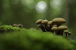 蘑菇,森林,秋