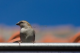 麻雀,鳥,屋頂