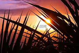 葉,日落,會(huì)議