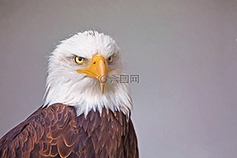 鷹,自然,鳥