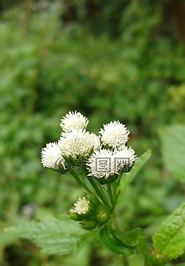 自然,葉,植物區(qū)系
