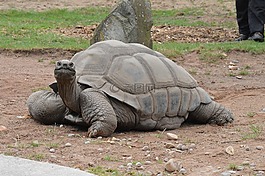 動物,野生動物,自然