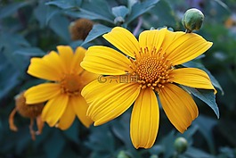 tithonia diversifolia,植物,花