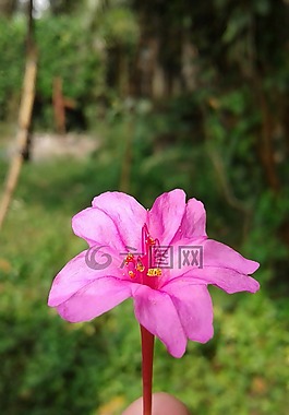 自然,花,植物區(qū)系