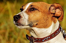 杰克羅素,小獵犬,狗