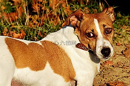 杰克羅素,小獵犬,狗