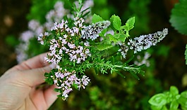 烹飪草藥,草藥花,花園