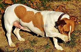 杰克羅素,小獵犬,狗