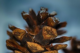 松球,特寫,自然
