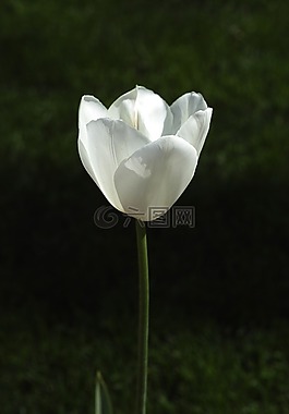郁金香,花卉,鮮花