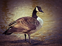 鵝,動物,鳥