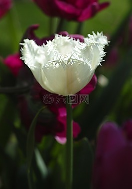 郁金香,花卉,鮮花