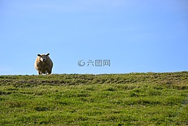 堤防工程,pellworm,岛