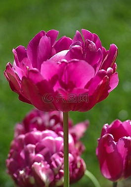 郁金香,花卉,鮮花
