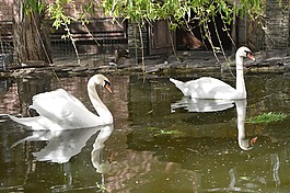 天鵝,鳥(niǎo),池塘