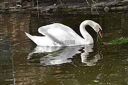 天鵝,鳥,池塘