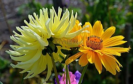 非洲菊,germini,花
