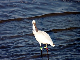 鳥,水,琵鷺