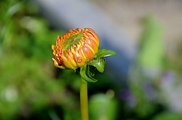 非洲菊,germini,花