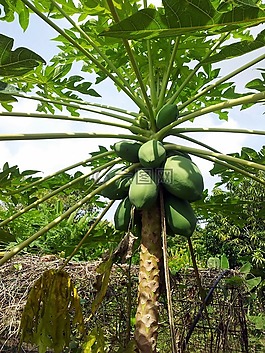 木瓜,水果,植物