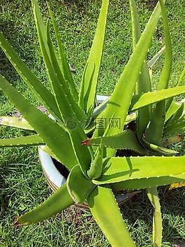 蘆薈,植物,多肉植物