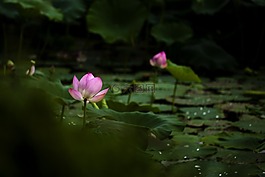 蓮花,大自然,池塘