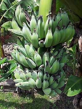 香蕉,水果,绿色