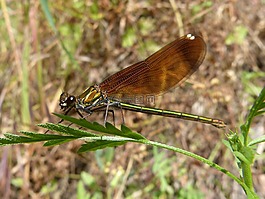 calopteryx haemorrhoidalis,蜻蜓,翅膀