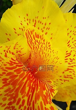 黃色,紅色,花
