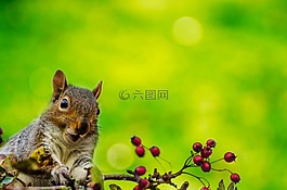 松鼠,戶外,壁紙