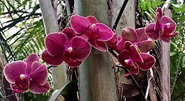蘭花,鮮花,異國情調(diào)