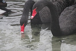 天鵝,鳥,湖