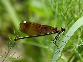 calopteryx haemorrhoidalis,蜻蜓,翅膀