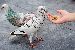 鴿子,自然,鳥