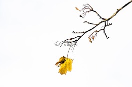 秋,樹,公園