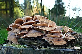 10 月,秋季,森林