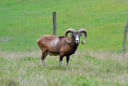 歐洲盤羊,角,野生動物公園