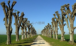 法國,樹,切