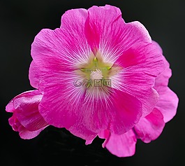 花,花瓣,自然