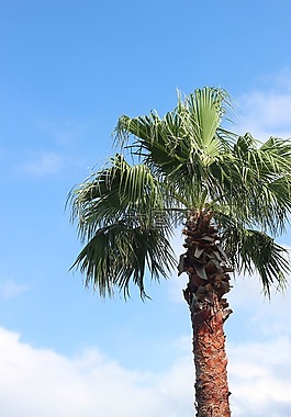 濟(jì)州島,棕櫚樹,天空