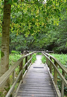 網(wǎng)站,小區(qū),樹