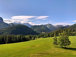 綠色,景觀,自然