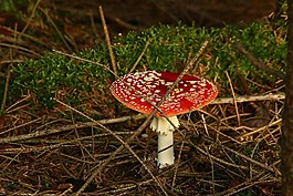 10 月,秋季,森林