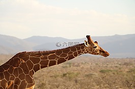 長(zhǎng)頸鹿,野生動(dòng)物園,動(dòng)物