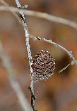 自來水,松果,關(guān)閉