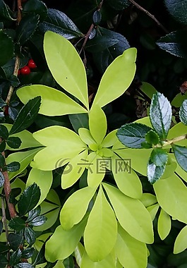 葉子,新鮮,綠色