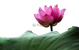 蓮花,荷葉,大自然