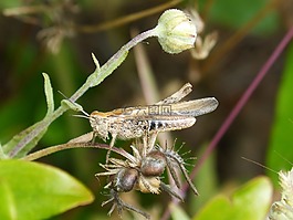 蝗蟲,龍蝦,小