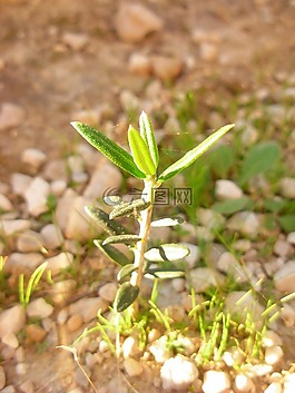 橄欖樹,自然,植物